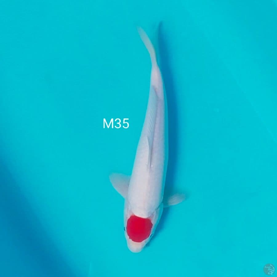 tanco M35cm 