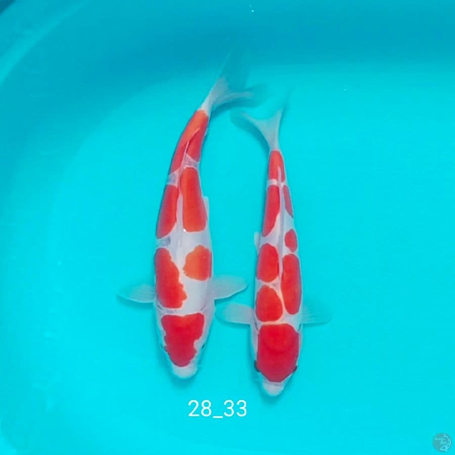pure duit M28 F33