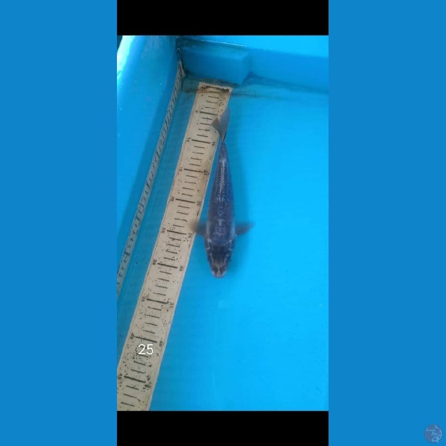 mukasi doitsu, 25cm