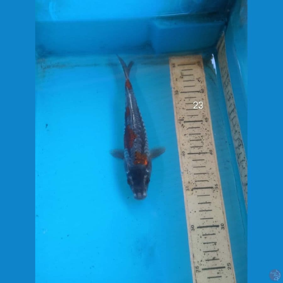 ociba doitsu aragoke, 23cm