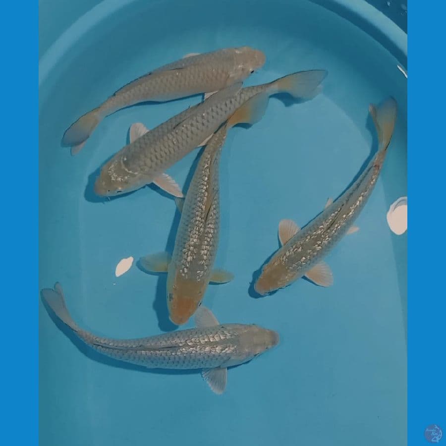 SORAGOI Ginrin/Sisik 5EKOR 26-28CM