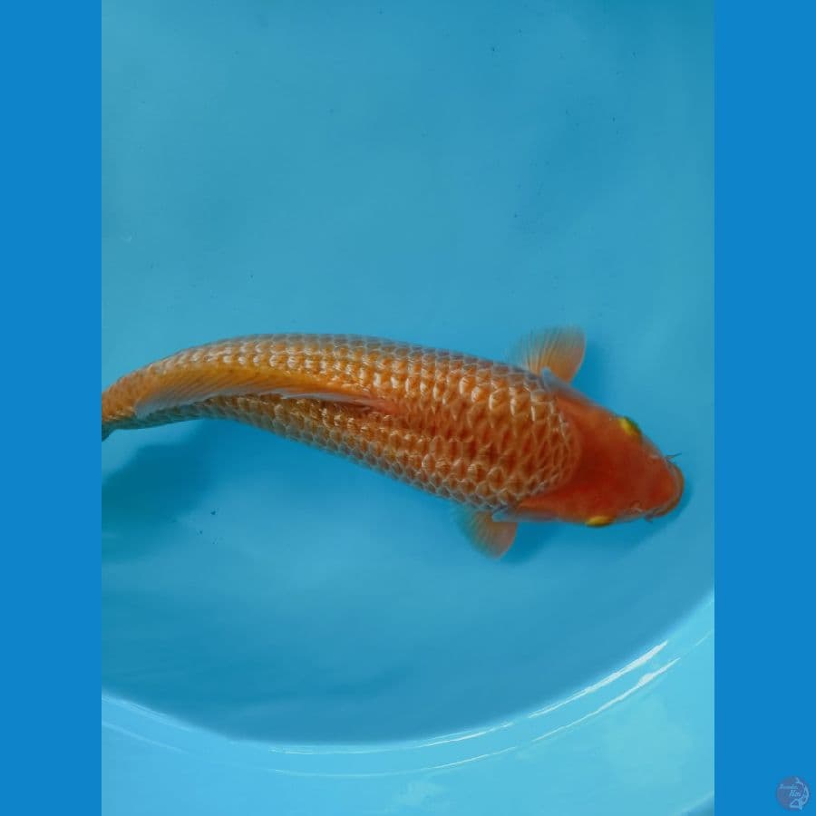 RED KARASI CORN GINRIN SQ 37CM male