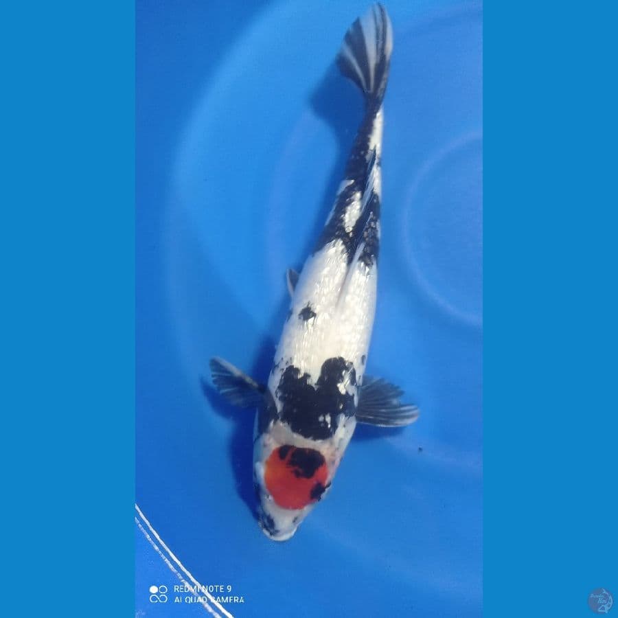 TANCO SHOWA GINRIN 47CM