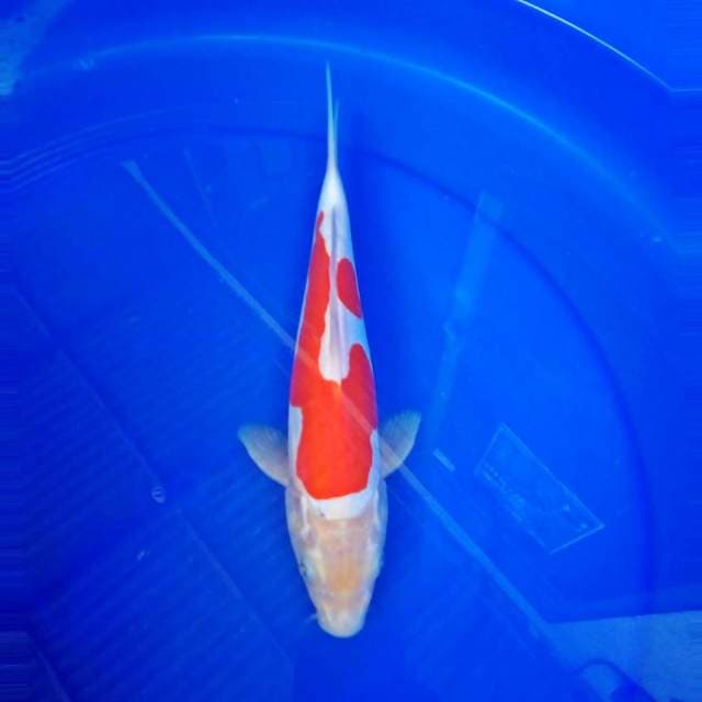 Kohaku konohagakure 28cm