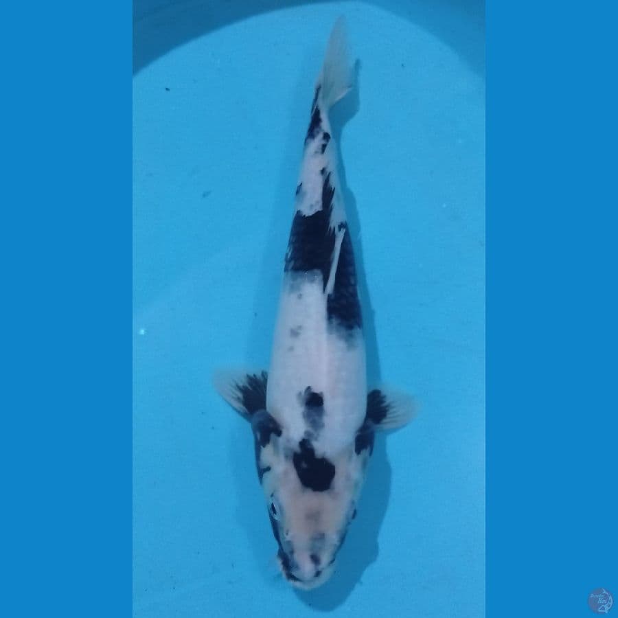 SHIRO 35CM