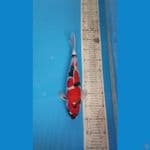 showa 37 cm