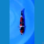 Showa 27 cm Male