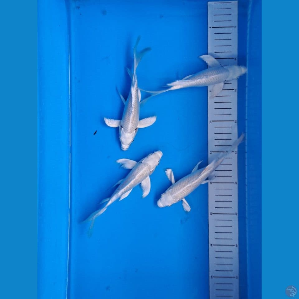 4 unit Kumpay Platinum 20cm