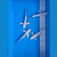 4 unit Kumpay Platinum 20cm