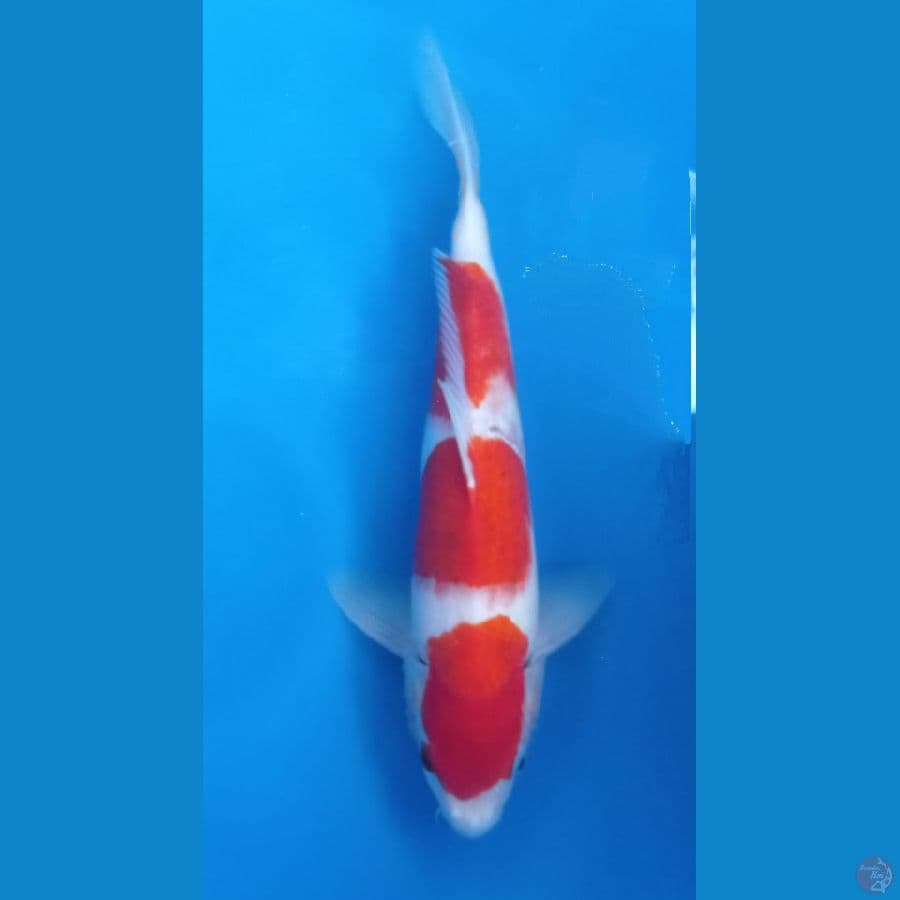 AI GOROMO 35CM