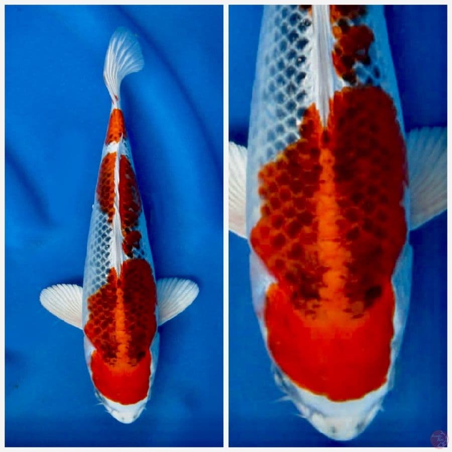 Red kujaku 29cm