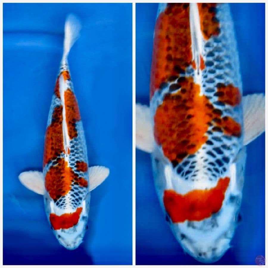 Kujaku ring rapi 35cm 