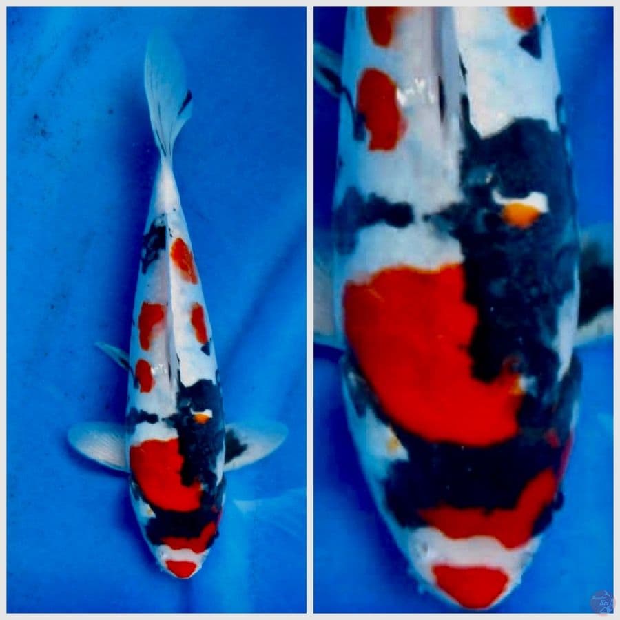 Kindai Showa doitsu murni 30cm