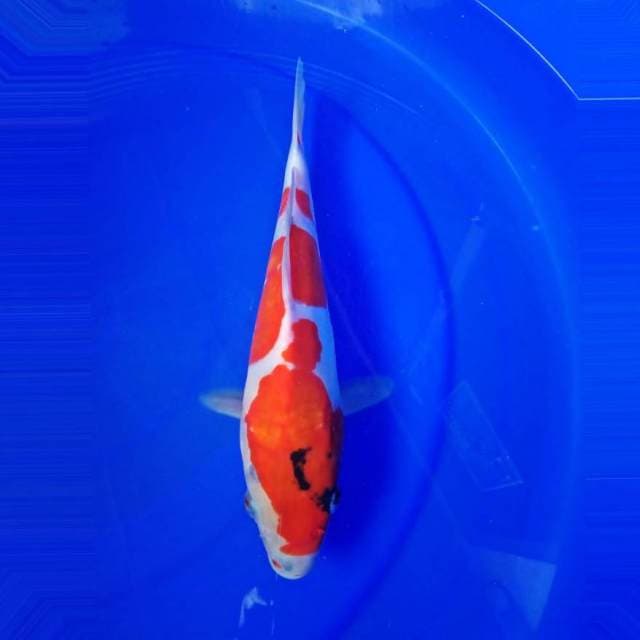 Kohaku 29cm rampage