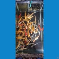 binitan mix 75ekor 17-25 f1 good one