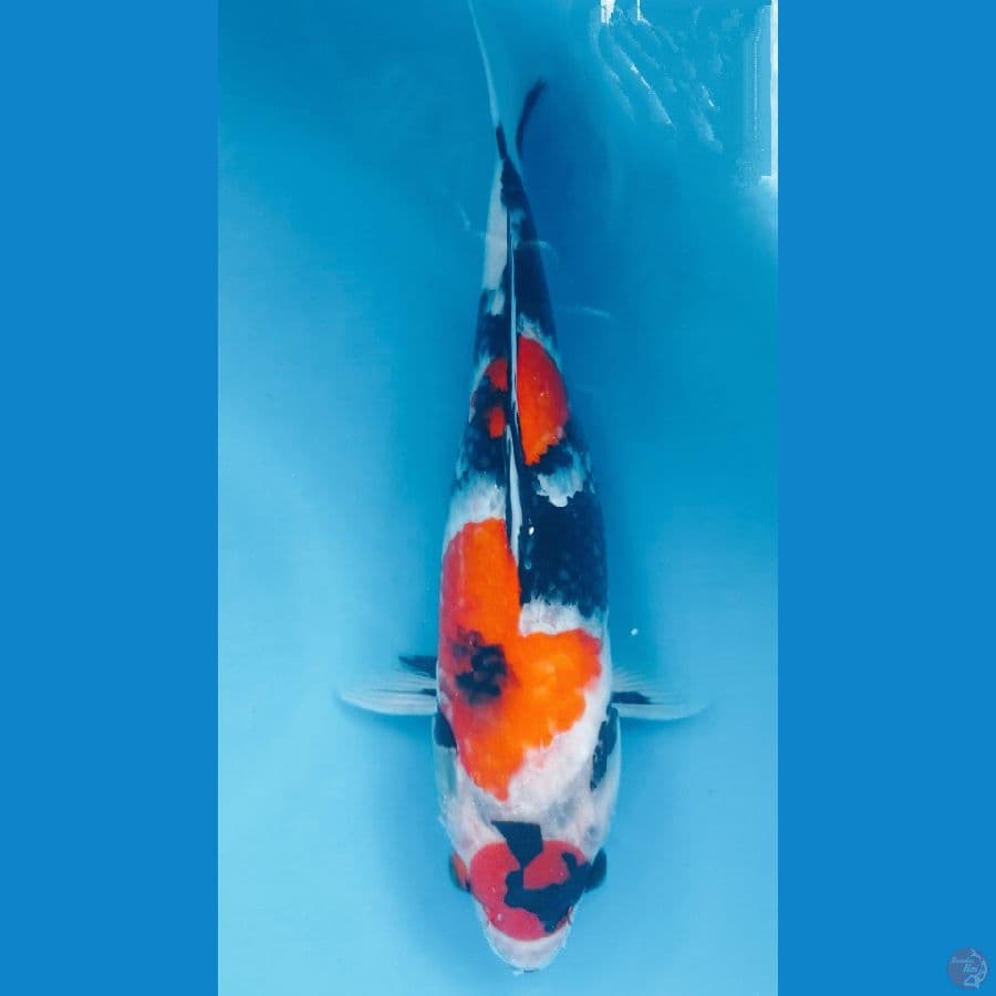 MARUTEN SHOWA 35 CM