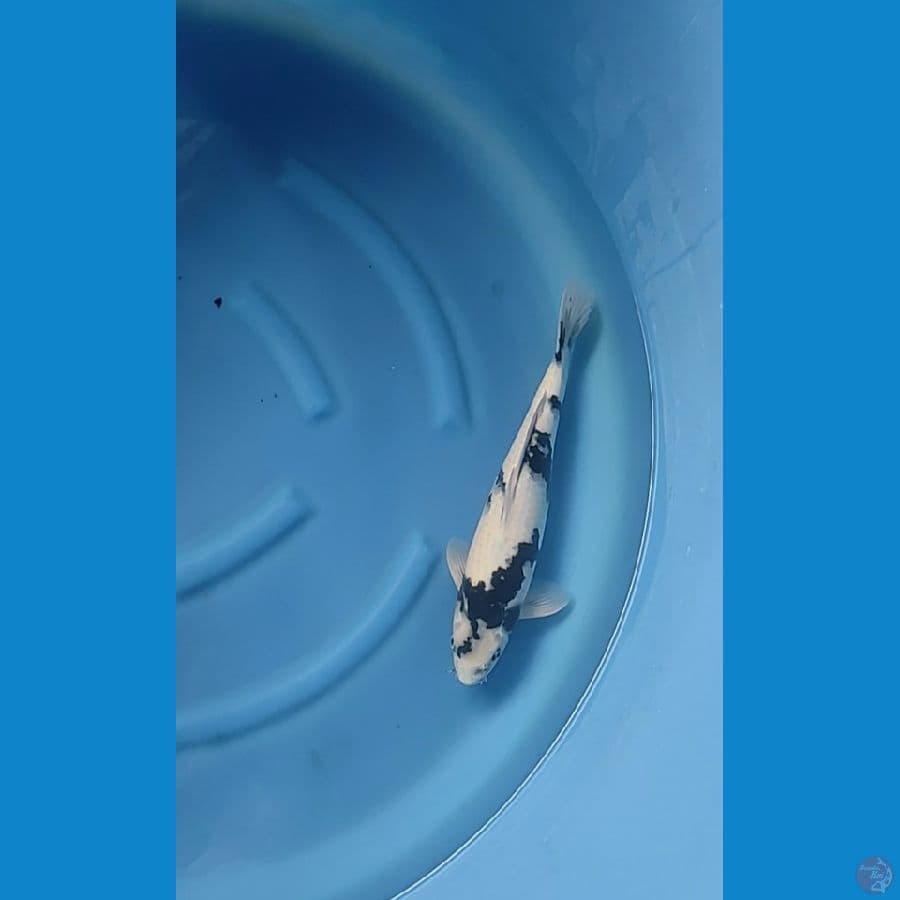 shiro male 41cm..