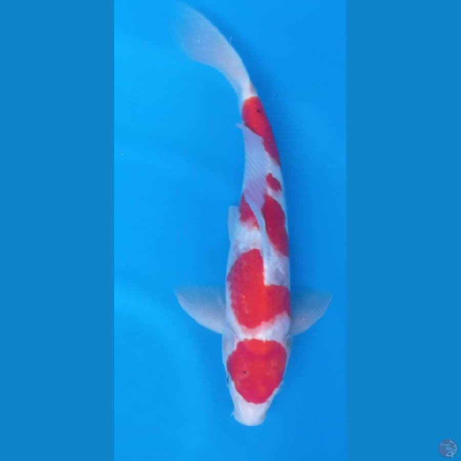 aigoromo 36cm