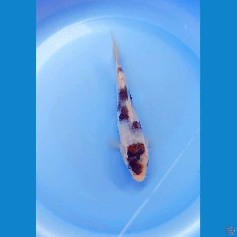 Goromo 15cm