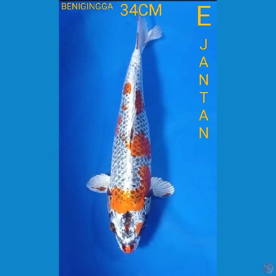 KUJAKU 34CM (JANTAN)