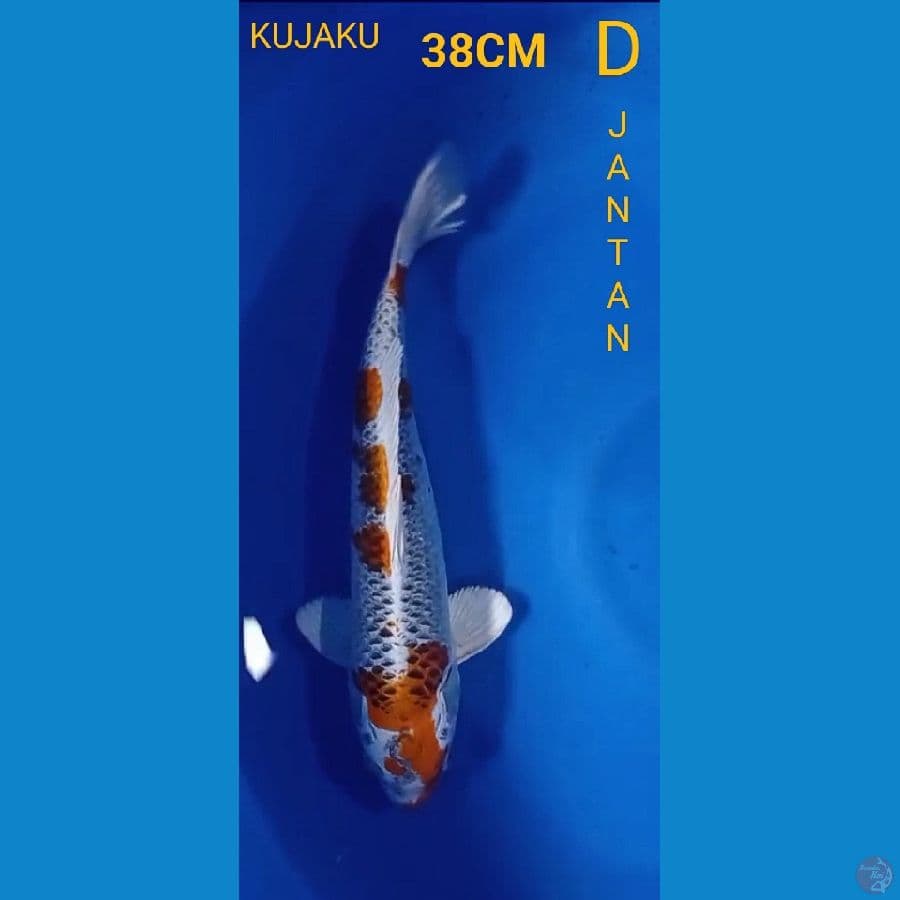 KUJAKU SIZE 38CM (JANTAN)