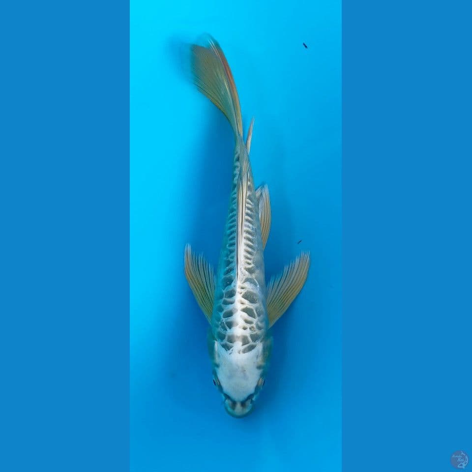 KUMPAY SISIK NAGA 21CM