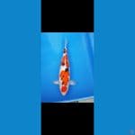 Maruten Sanke 55CM