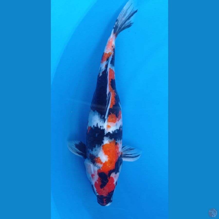 maruten showa 37cm