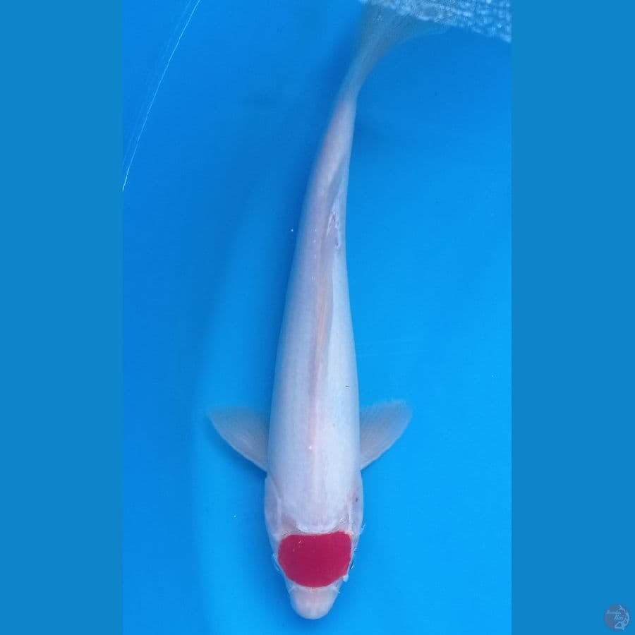 tanco kohaku 30cm