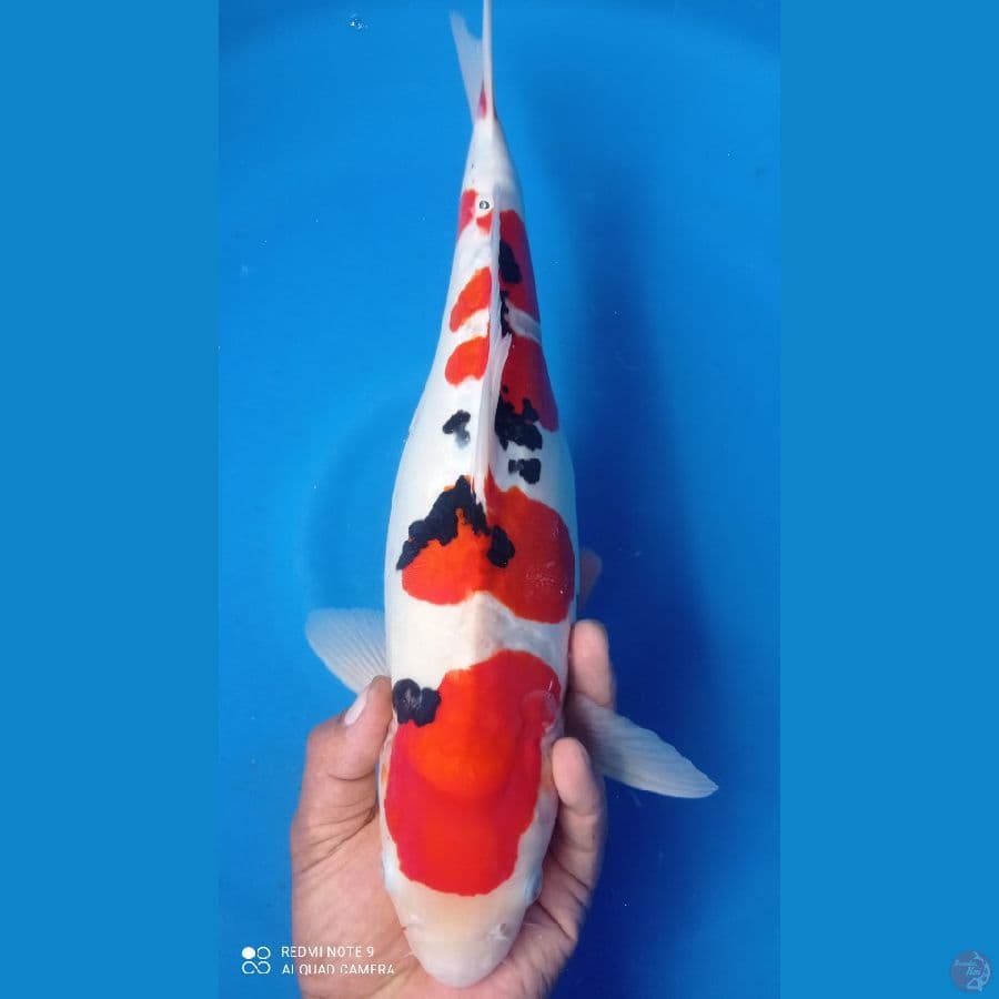 SANKE 44CM