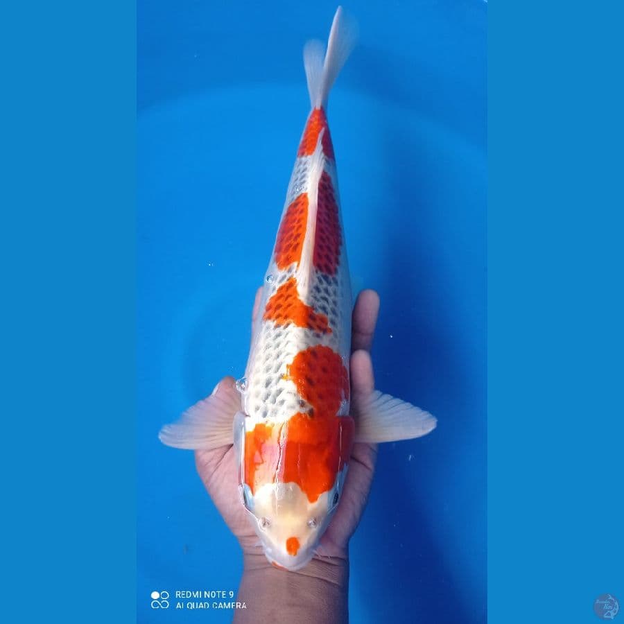 kawarimono 43cm