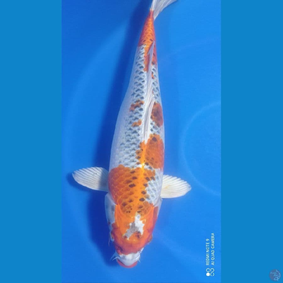 kujaku 50 cm