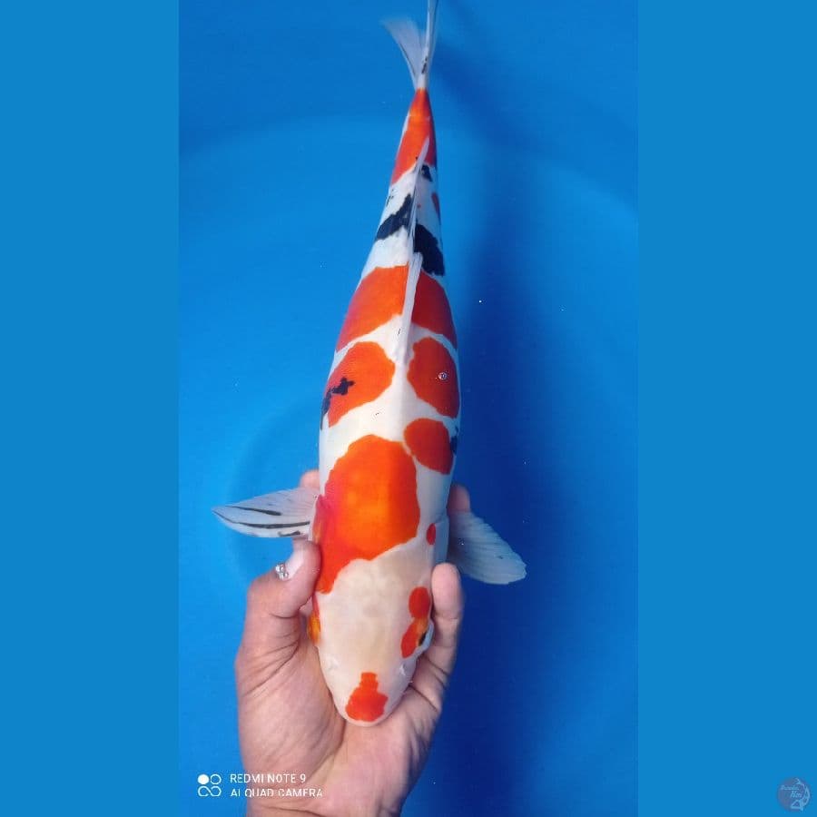 sanke doitsu 45cm