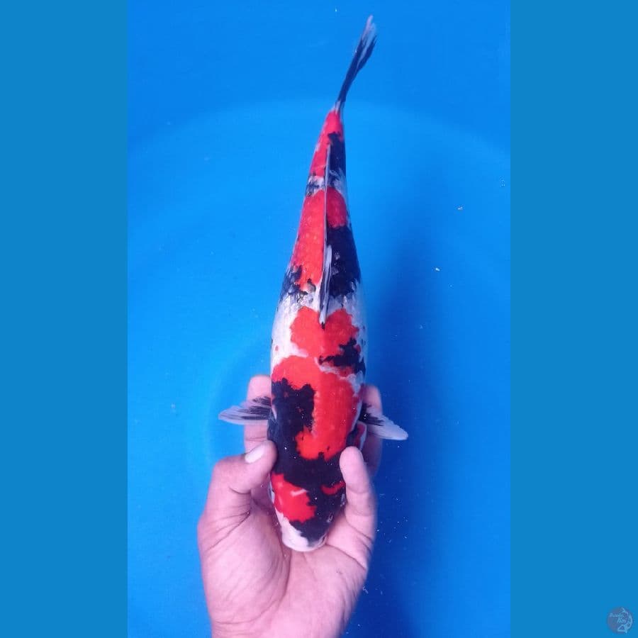 showa ginrin 36cm