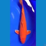 Orenji 42cm