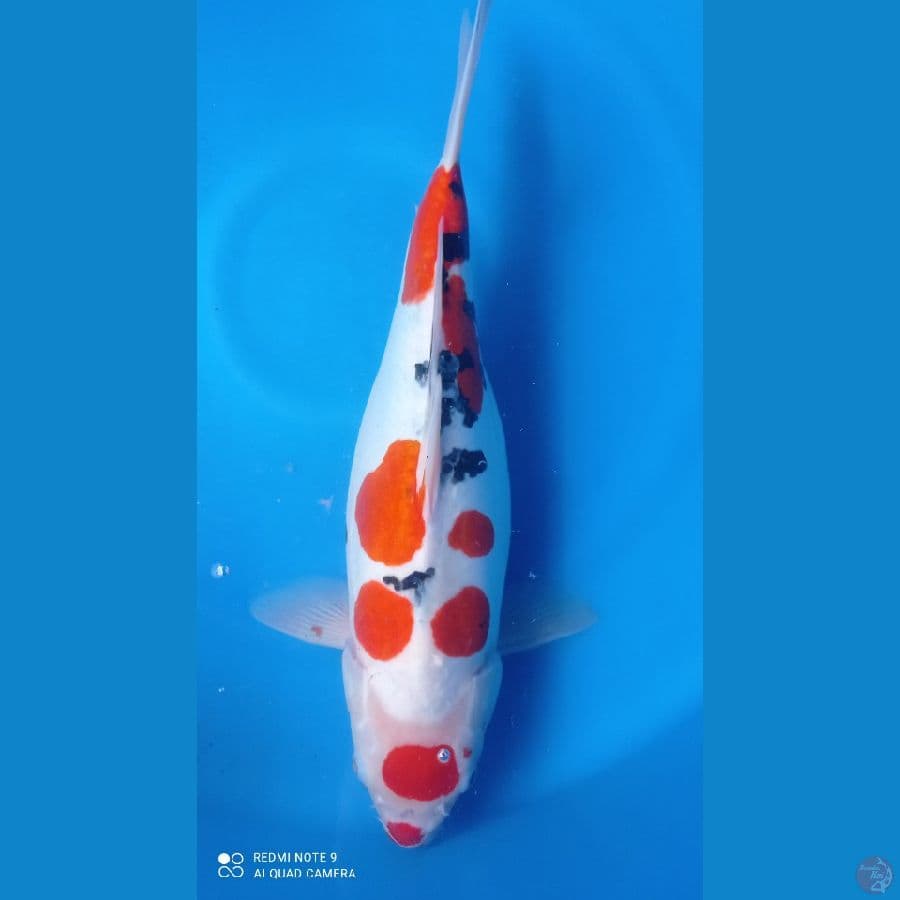 sanke doits 43cm