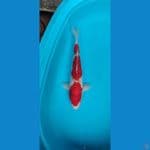 44 cm jantan 