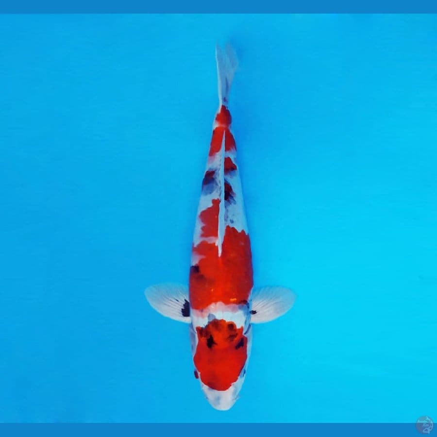 AMAYADORI 1 ~ Showa Evolution 31 cm/male™,-