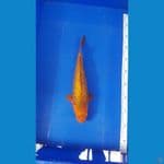 Karamel fuull ginrin 32cm male baby face bahan show