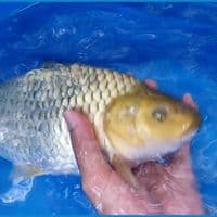 chagoi ber punuk