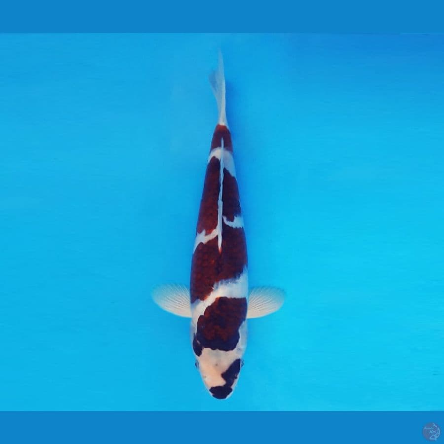 AMAYADORI 6 ~ Budo Goromo 30 cm/male™,-