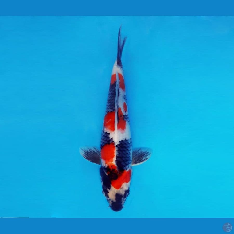 AMAYADORI 8 ~ Showa Evo 27 cm/male™,-