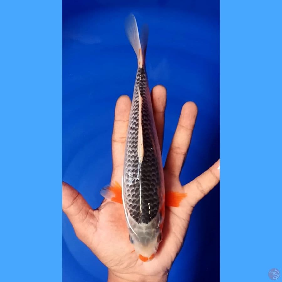 asagi 22cm