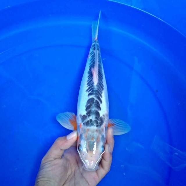 Shusui 34cm