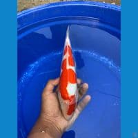Kohaku doitsu 30cm