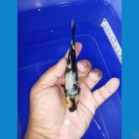 shiro 14 cm bahan keping 