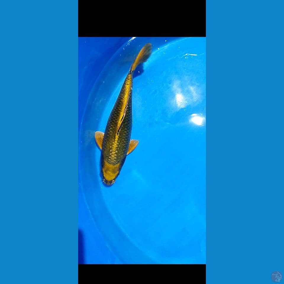 45 cm