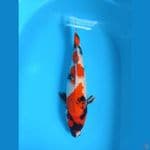 SHOWA 50CM
