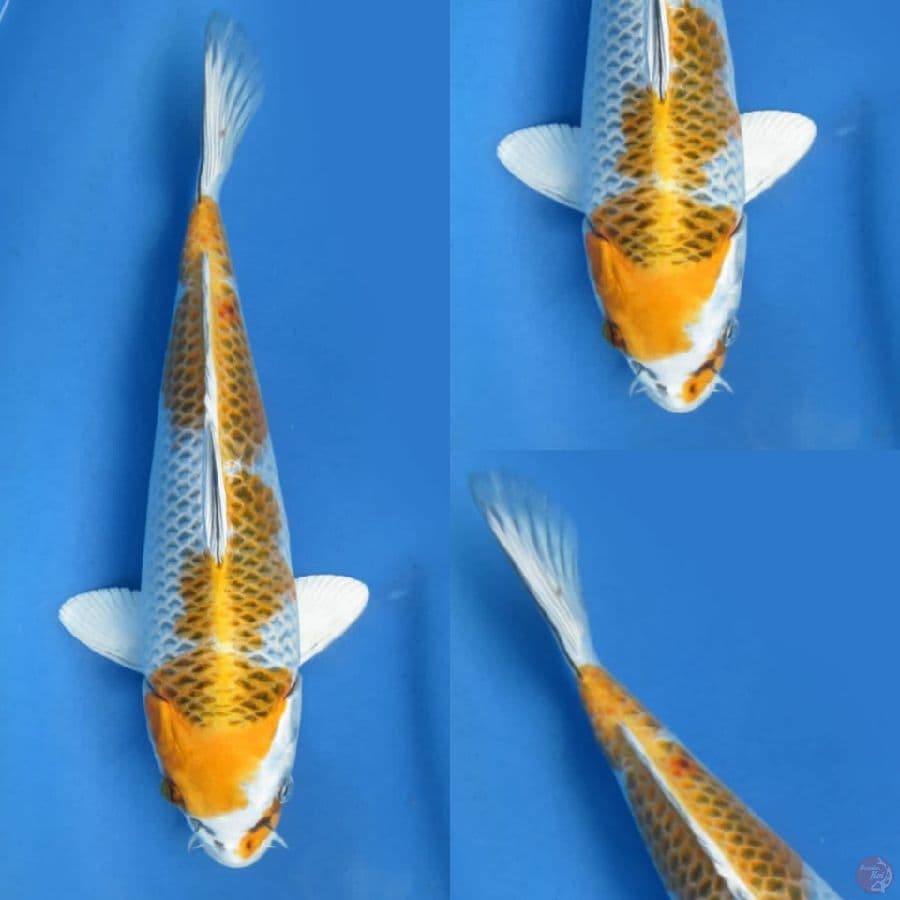 30 cm , Kujaku kuning 