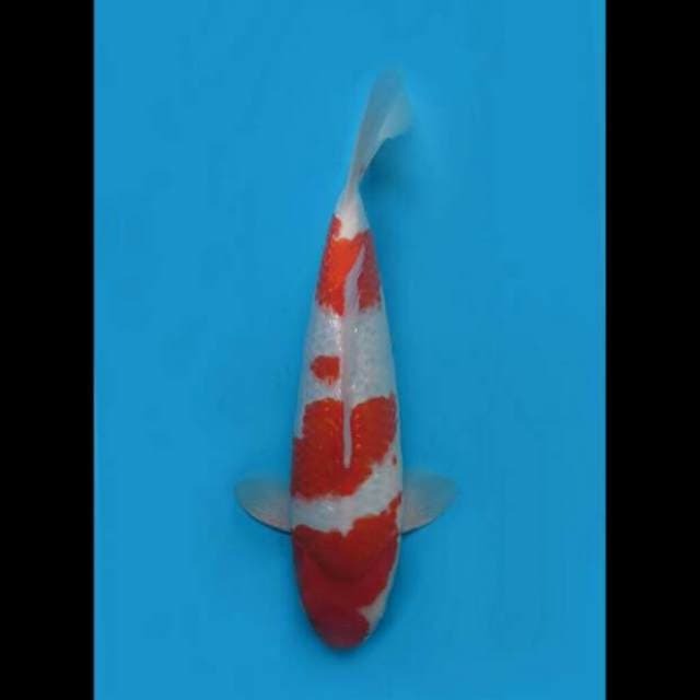 41cm Male - F1 Kohaku Ginrin Bulky 